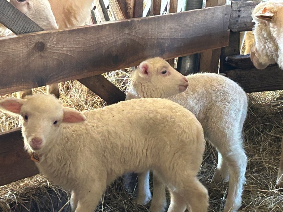 /Maciej Pałahicki /RMF FM