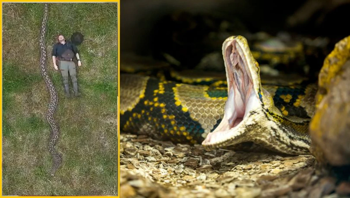 Gigantyczna samica pytona siatkowego z Indonezji oficjalnie została najdłuższym dzikim wężem, jakiego kiedykolwiek zmierzono. Baronessa – bo tak nazwano węża – została wpisana do Księgi Rekordów Guinnessa.