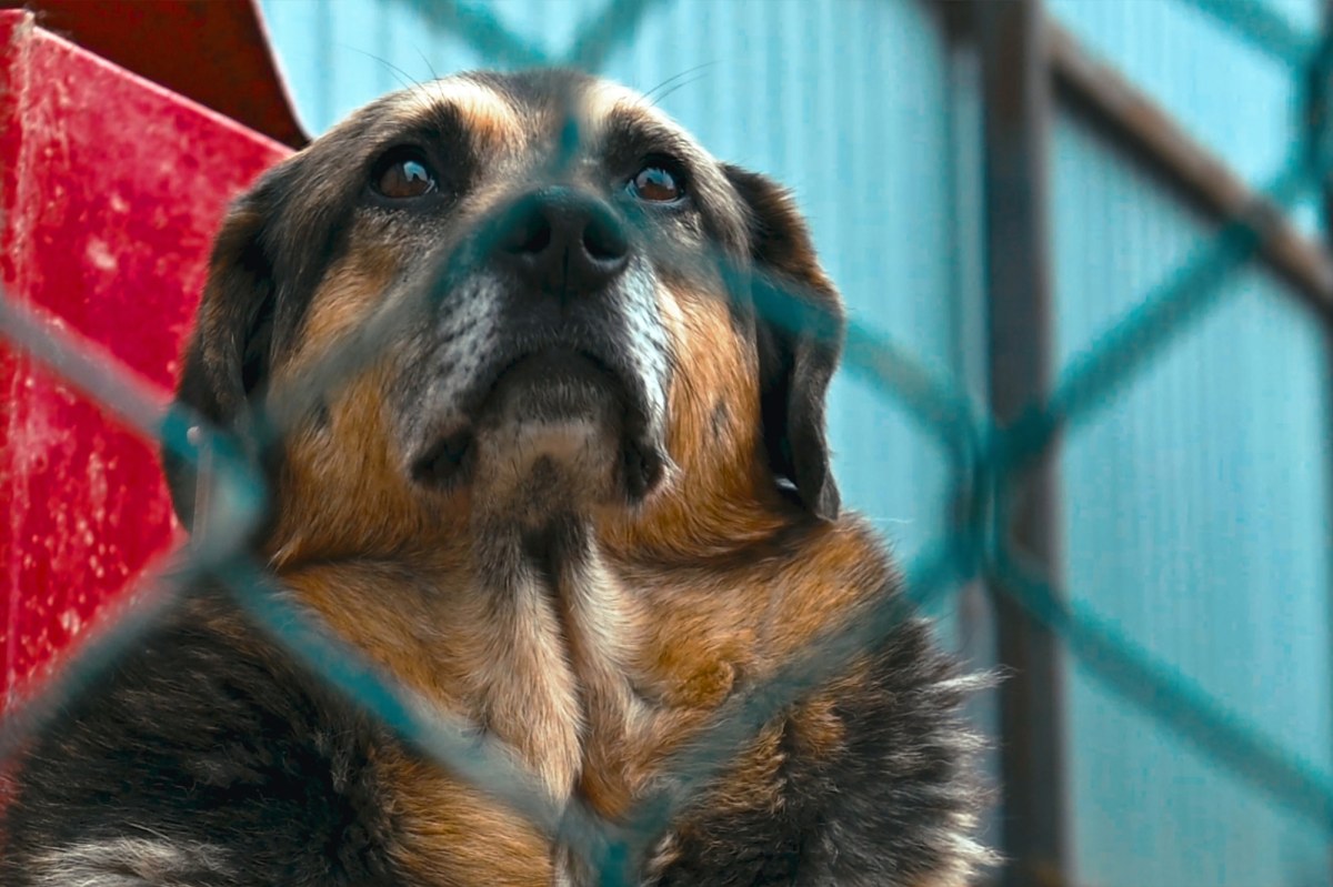 Los nielegalnego schroniska w Kuflewie przesądzony