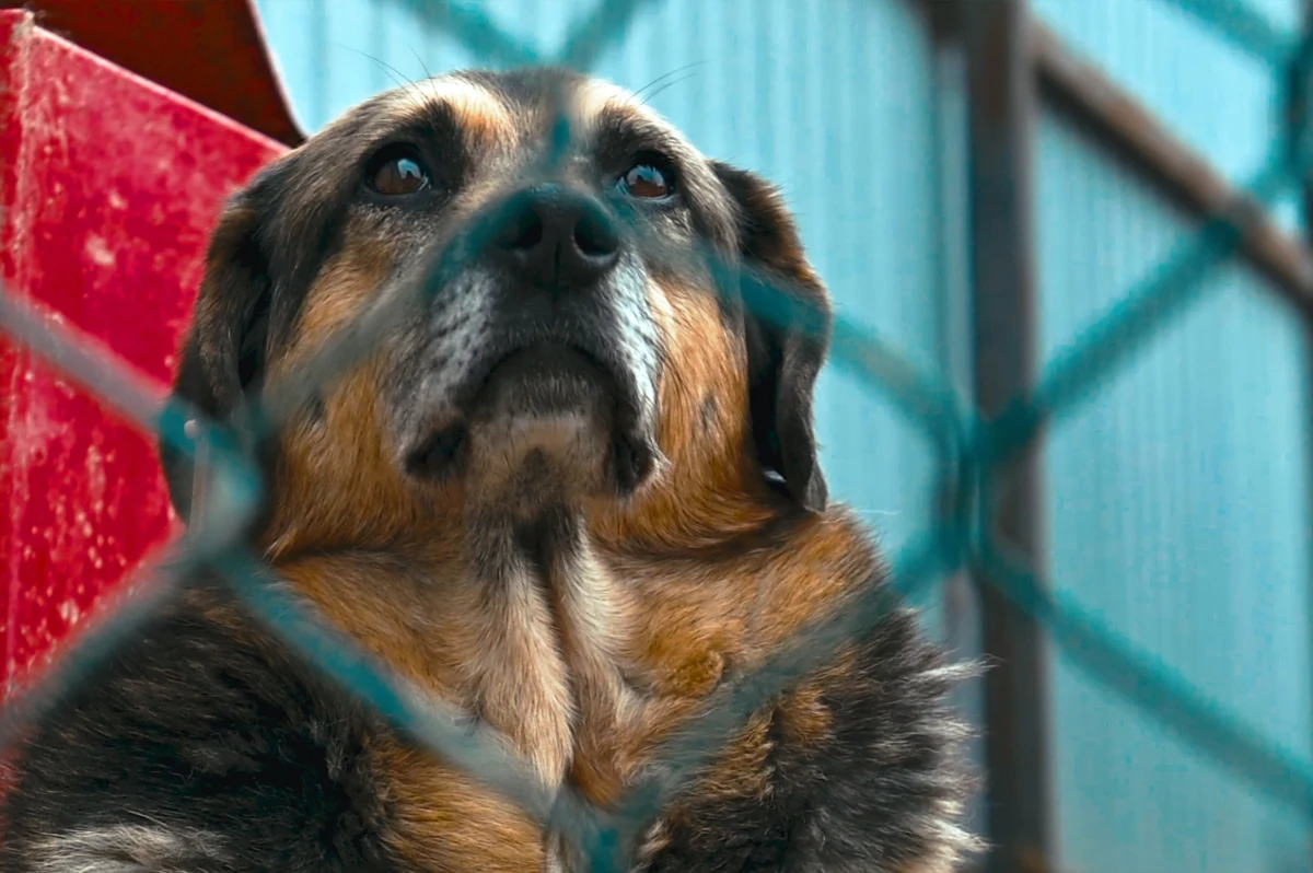 Pogotowie dla Zwierząt zniknie do końca kwietnia z mazowieckiej wsi Kuflew – dowiedział się dziennikarz RMF FM. To tam tydzień temu wkroczyła prokuratura. Schronisko działało nielegalnie. 