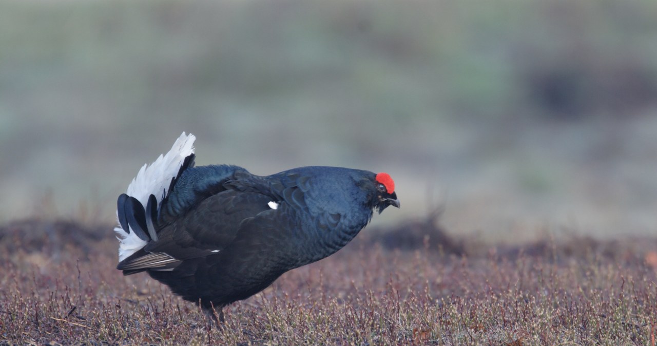 Jedne z najcenniejszych ptaków Polski wracają. Ogłaszają sukces Jedne z najcenniejszych ptaków Polski wracają. Ogłaszają sukces