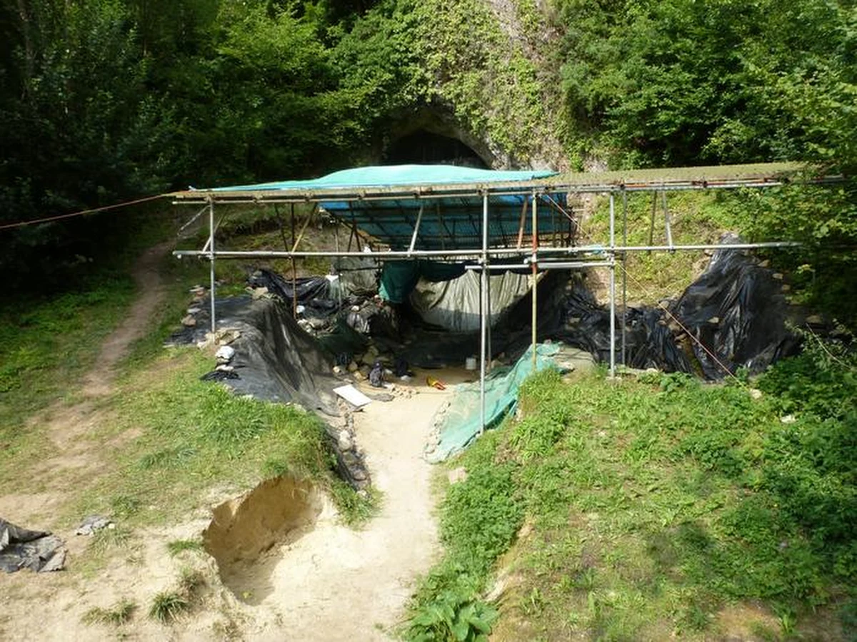 Nowe badania genetyczne rzucają światło na proces przemian kulturowych i demograficznych, które ukształtowały dzisiejszą Europę. Analiza starożytnego DNA ujawniła, że społeczności łowców-zbieraczy zamieszkujące tereny dzisiejszej Belgii, Holandii oraz zachodnich Niemiec przystosowały się do rolnictwa znacznie później niż ich sąsiedzi z innych regionów kontynentu. Co więcej, kluczową rolę w tym procesie odegrały kobiety, które wniosły nie tylko nowe umiejętności, ale również swoje geny do lokalnych społeczności.