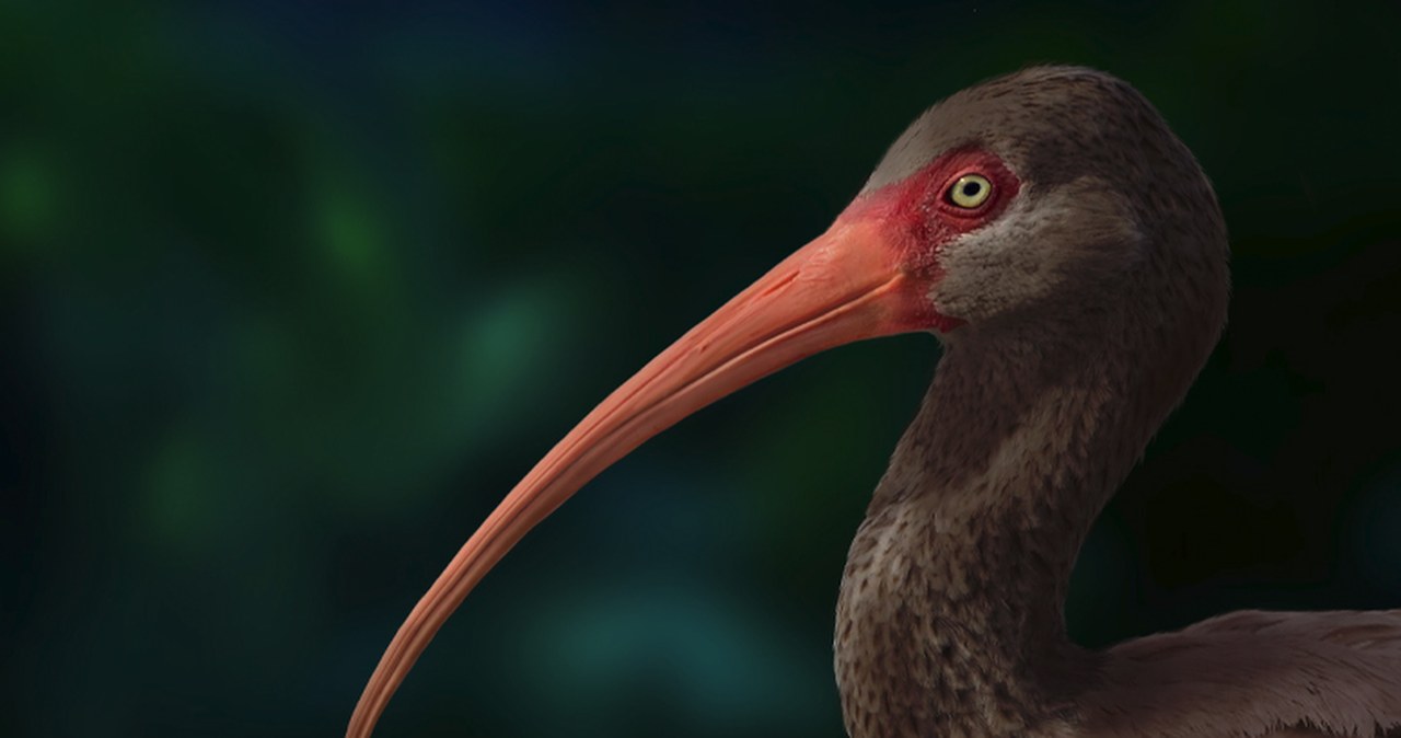 Odkryli prawdę o wymarłym ptaku. Trochę jednak za późno Odkryli prawdę o wymarłym ptaku. Trochę jednak za późno