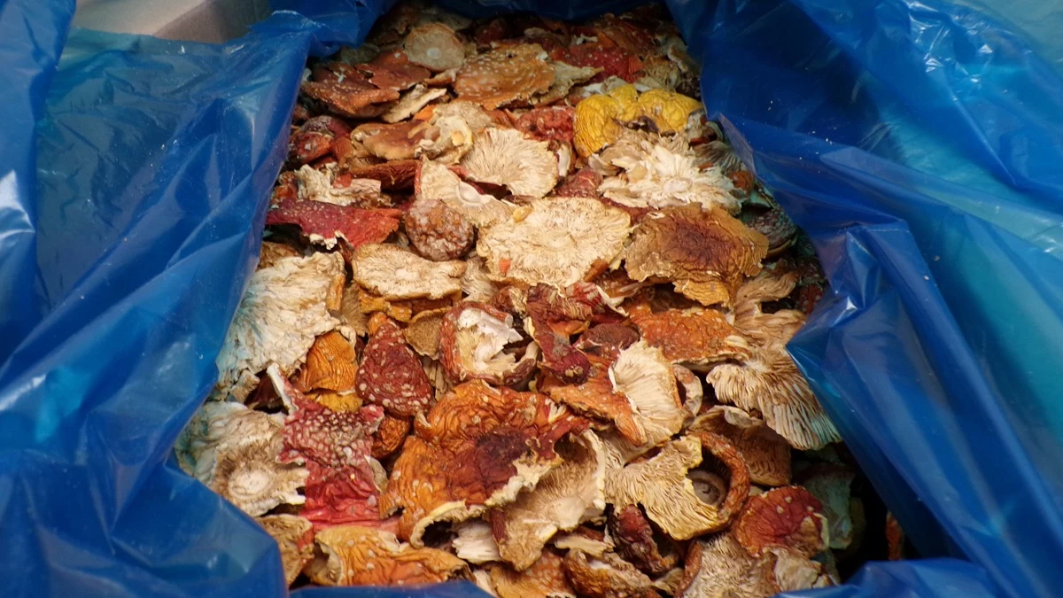 Ponad 34 kilogramy suszonych muchomorów czerwonych przechwycili funkcjonariusze Krajowej Administracji Skarbowej na przejściu granicznym w Dorohusku. Przesyłka miała trafić z Ukrainy do Łotwy, a kierowcy grozi nawet 5 lat więzienia.