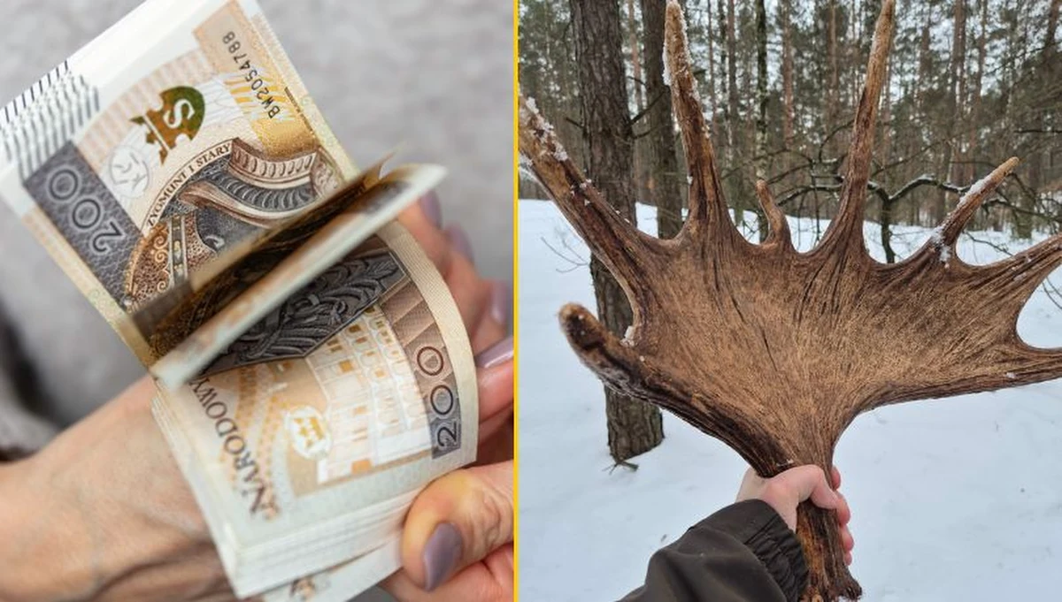 Poroże czas zbierać! Zima w polskich lasach to nie tylko bajkowa sceneria i cisza, ale także początek  sezonu poszukiwań poroża. Luty i marzec to czas, gdy jelenie, łosie i sarny zrzucają swoje majestatyczne wieńce, a w lasach pojawiają się poszukiwacze "leśnego złota". Dlaczego poroże jest tak cenne? Jakie zasady obowiązują podczas zbierania tych niezwykłych trofeów? 