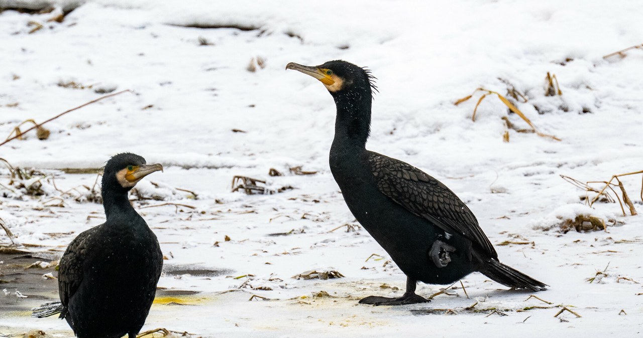 Czarne ptaki giną na Słowacji. To część europejskiego planu Czarne ptaki giną na Słowacji. To część europejskiego planu