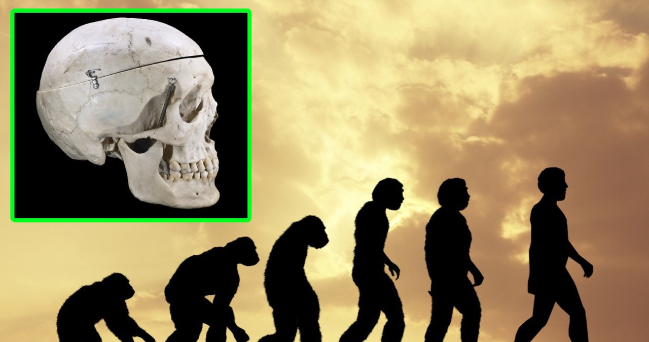 Brodę mają tylko ludzie. Odkryli jej ewolucyjne pochodzenie