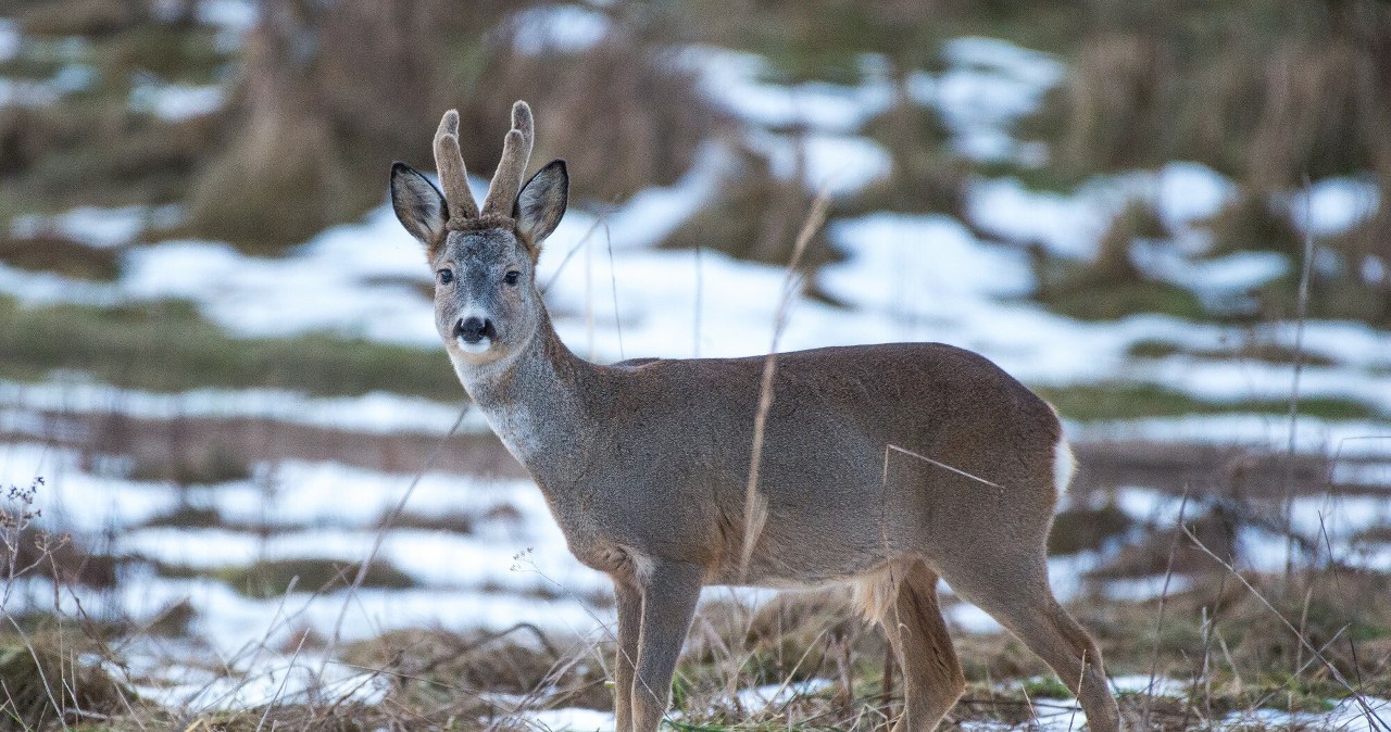 Dziwna narośl na głowie sarny. Polscy przyrodnicy pokazali zdjęcie Dziwna narośl na głowie sarny. Polscy przyrodnicy pokazali zdjęcie