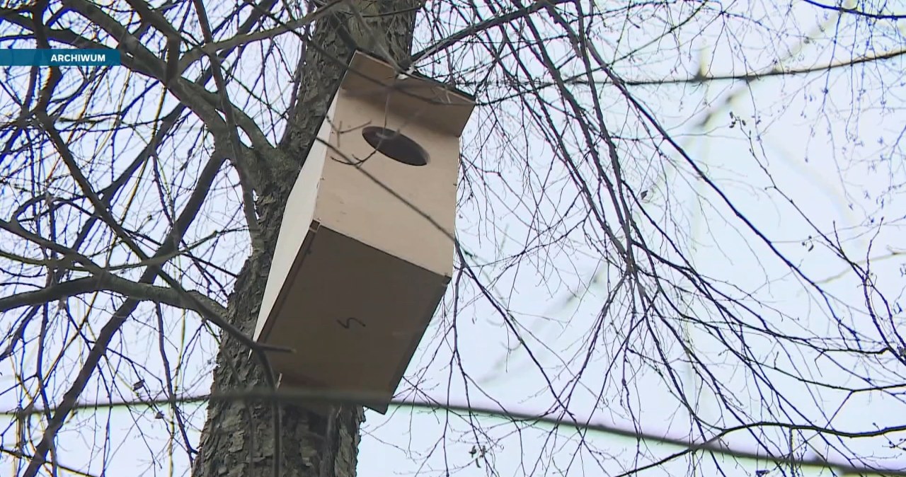 Włożyli kamerę do budki dla sów. Efekt był zaskakujący Włożyli kamerę do budki dla sów. Efekt był zaskakujący