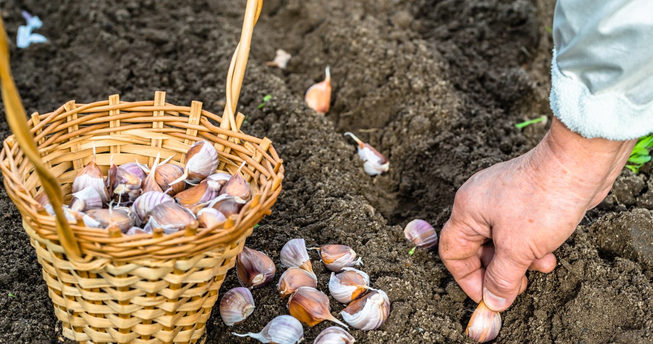 Posadź to przy czosnku, a urośnie jak szalony. Ogrodnicy znają ten trik od lat