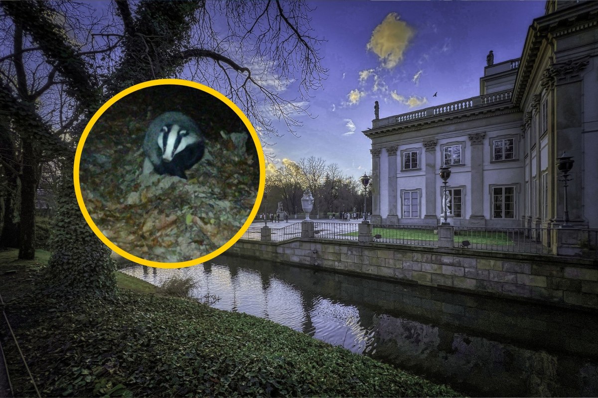 Borsuk z Łazienek ma szlacheckie imię. Wybór internautów zaskakuje