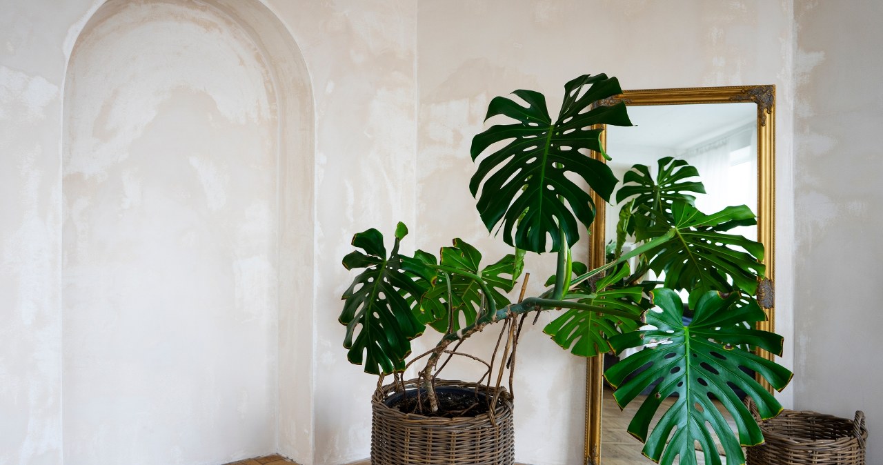 Jakie rośliny w domu sprawiają, iż wnętrze wygląda luksusowo?
