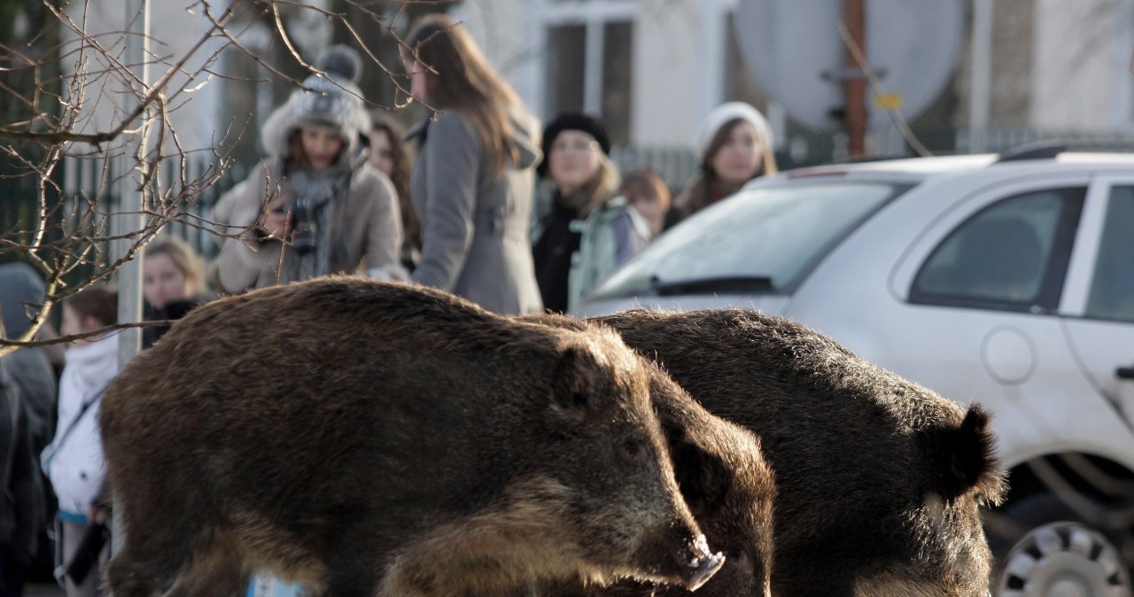 Dziki uczą się w miastach błyskawicznie. Znają rozkłady jazdy Dziki uczą się w miastach błyskawicznie. Znają rozkłady jazdy