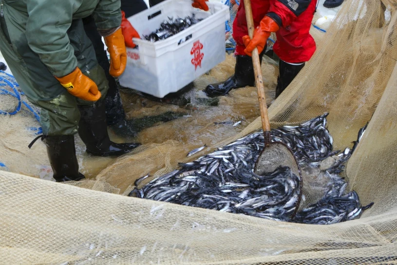 W taki sposób Rosja zdobywa pieniądze na wojnę. "Rabunkowa eksploracja"