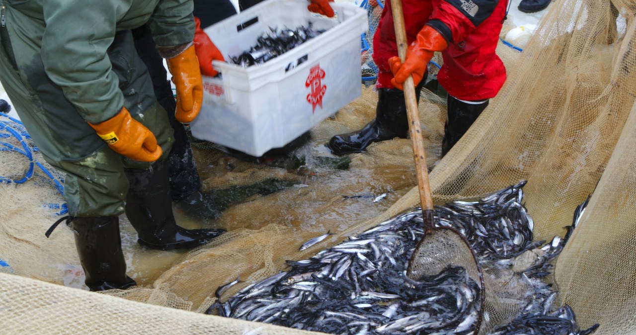 W taki sposób Rosja zdobywa pieniądze na wojnę. "Rabunkowa eksploracja"