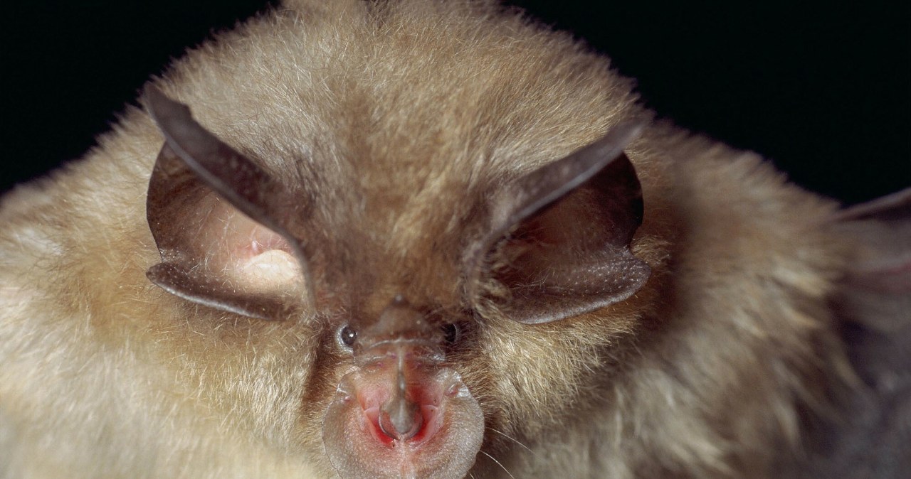 Rekord w parku narodowym. Nigdy wcześniej nie było tylu zwierząt Rekord w parku narodowym. Nigdy wcześniej nie było tylu zwierząt