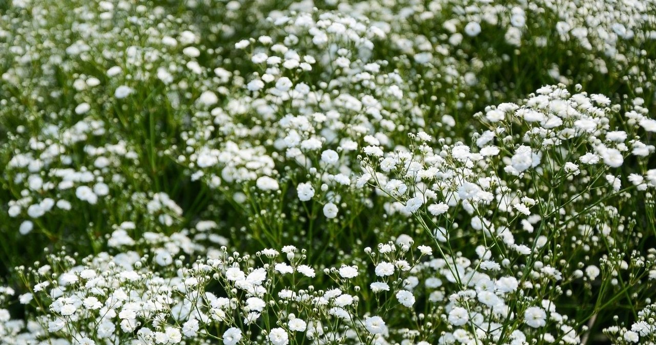 Mało wymagająca, a efekt jak z bajki. Gipsówka wraca do mody