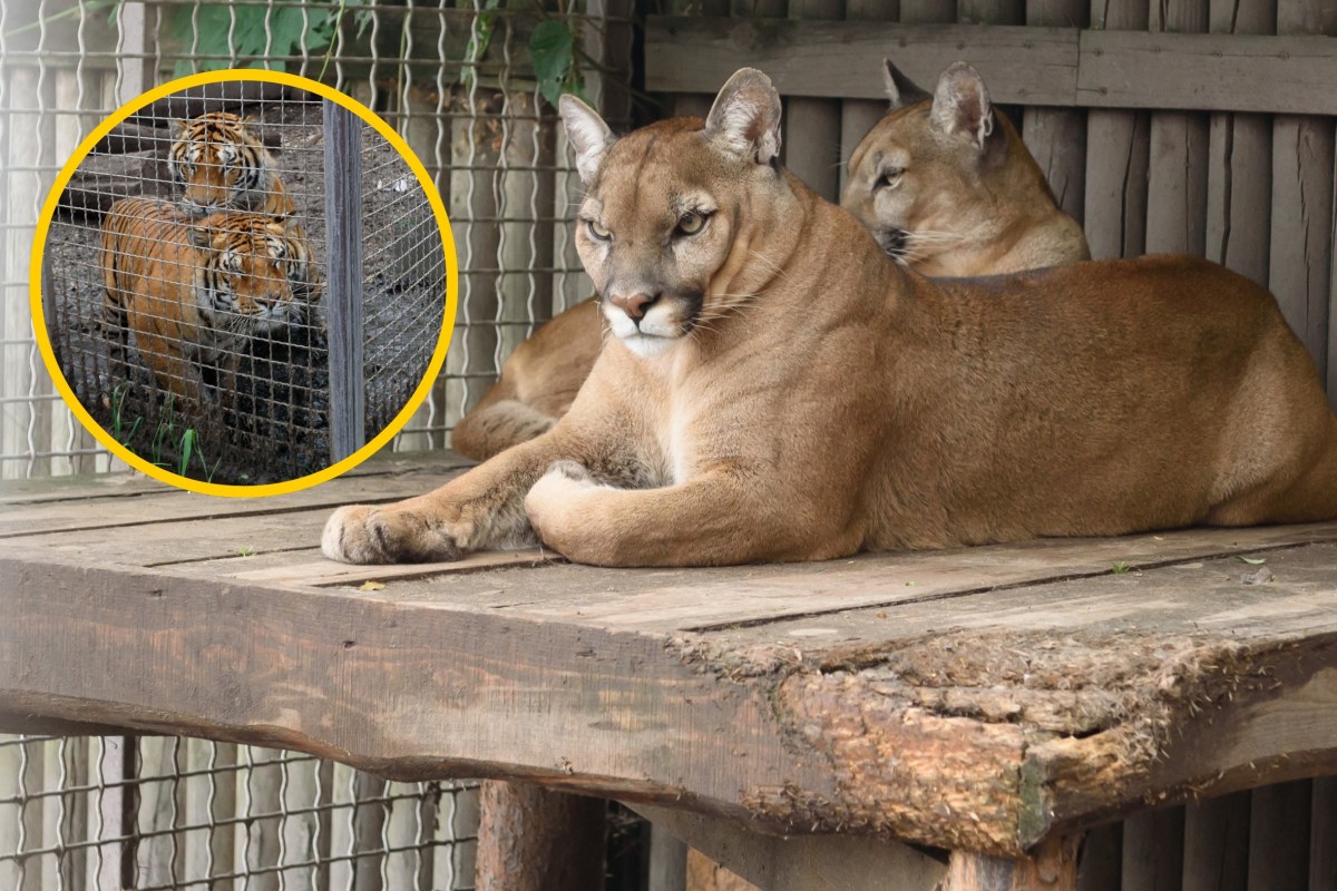 Cyrk przykrywką do handlu dzikimi zwierzętami. Jest wyrok