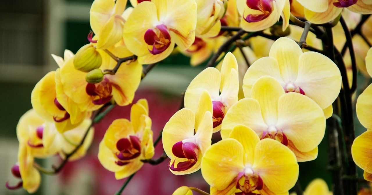 Trudny quiz dla miłośników roślin. Tylko mistrz zdobędzie komplet punktów