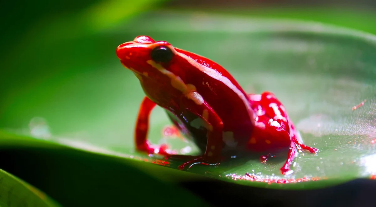 Drzewołaz trójbarwny to mała żaba żyjąca na niewielkim obszarze w Ameryce Południowej. Jest jednym z tych zwierząt, które dla własnej obrony potrafią wytwarzać silną toksynę. Na tyle silną, że niewielka jej ilość jest śmiertelnie niebezpieczna dla człowieka. Na własnej skórze miał doświadczyć tego Aleksiej Nawalny – rosyjski opozycjonista i przeciwnik Putina. MSZ Wielkiej Brytanii uważa, że 47-latek został otruty epibatydyną.