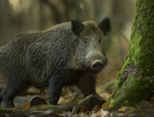 Dzik - nietypowy sąsiad