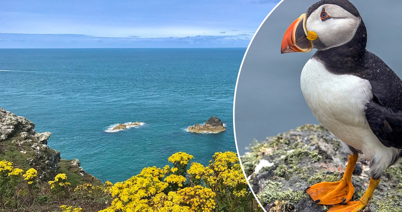 Oferta marzeń? Zamieszkaj na wyspie za darmo i monitoruj ptaki