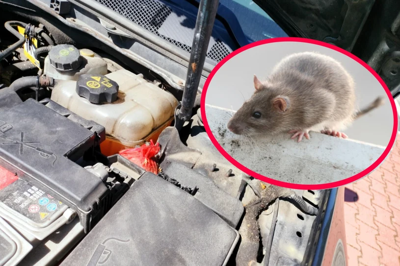 Niszczą samochody na potęgę. Kierowcy płacą słone rachunki