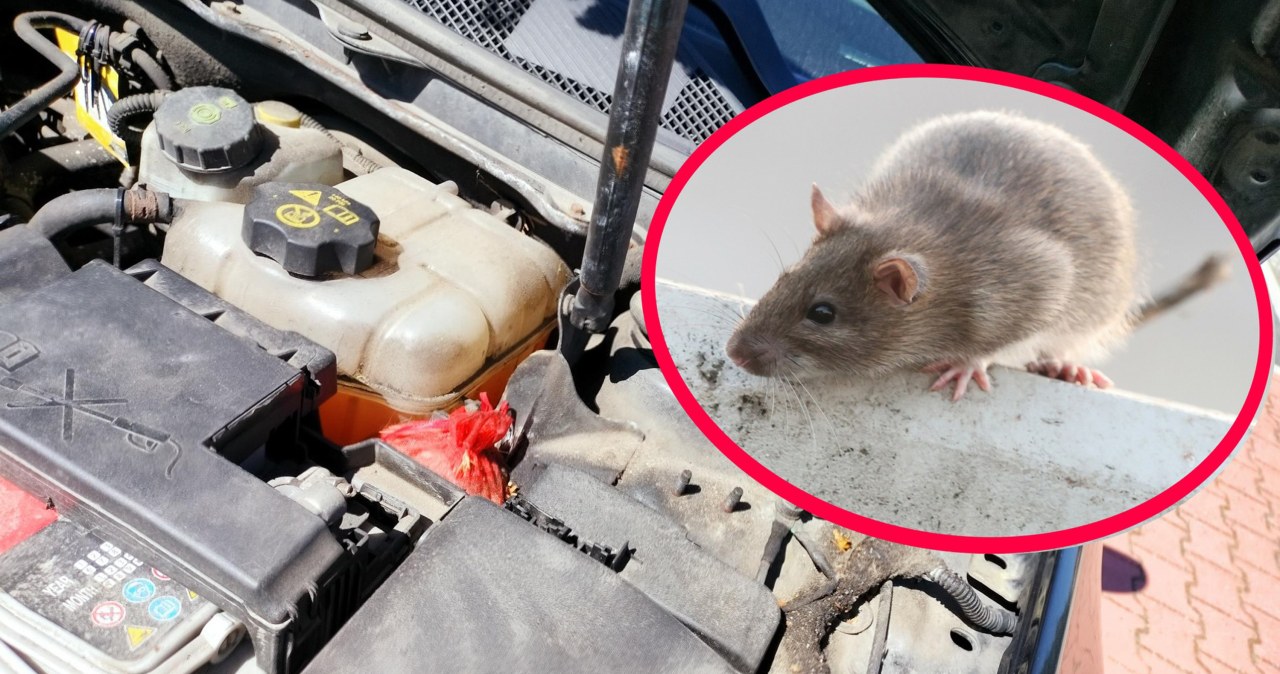 Niszczą samochody na potęgę. Kierowcy płacą słone rachunki