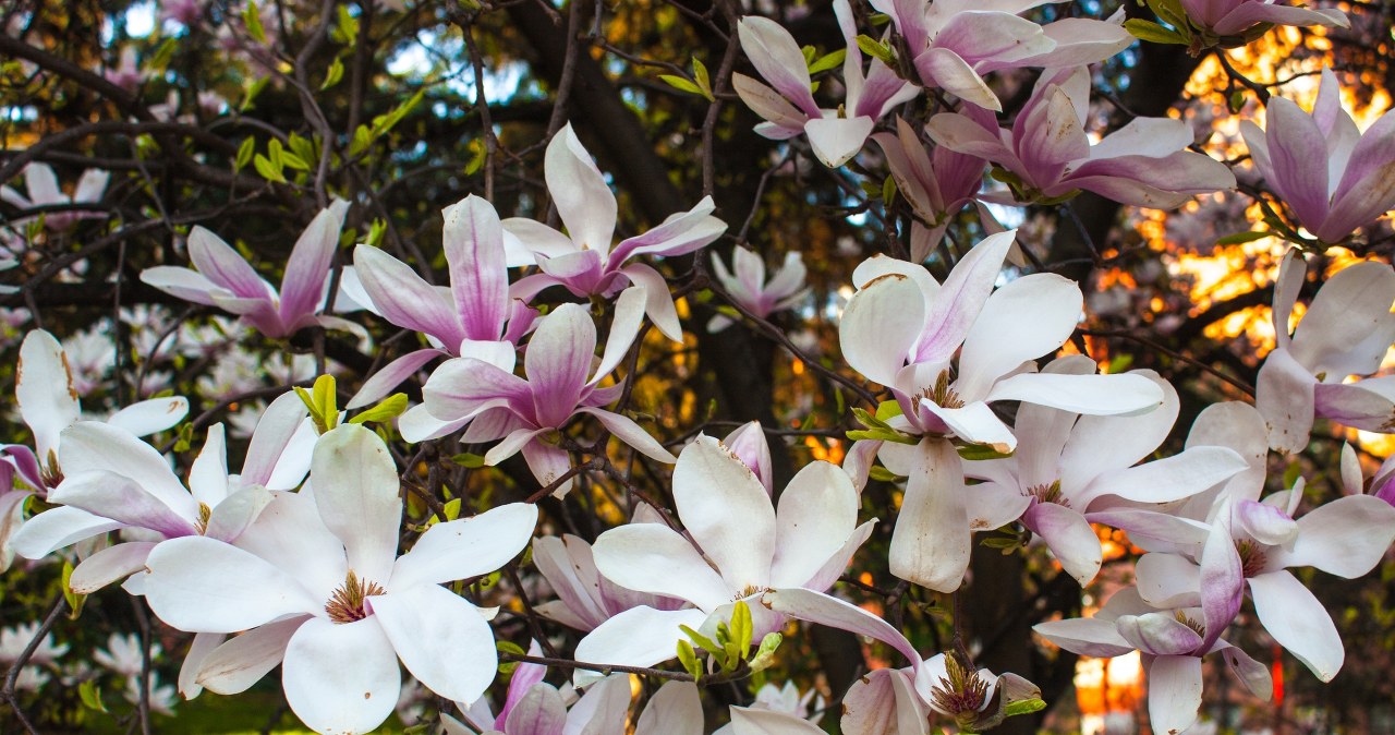 Tak zadbaj w marcu o magnolię, a pokryje się kwieciem. Sąsiedzi będą ci zazdrościć