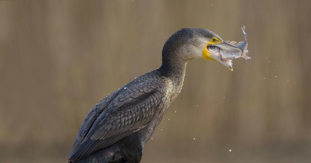 Ranny ptak „zgłosił się” na izbę przyjęć. Zaskakujące zdarzenie w Niemczech