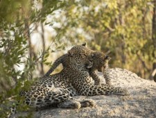 Królestwo drapieżników