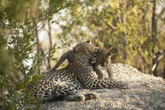 Królestwo drapieżników