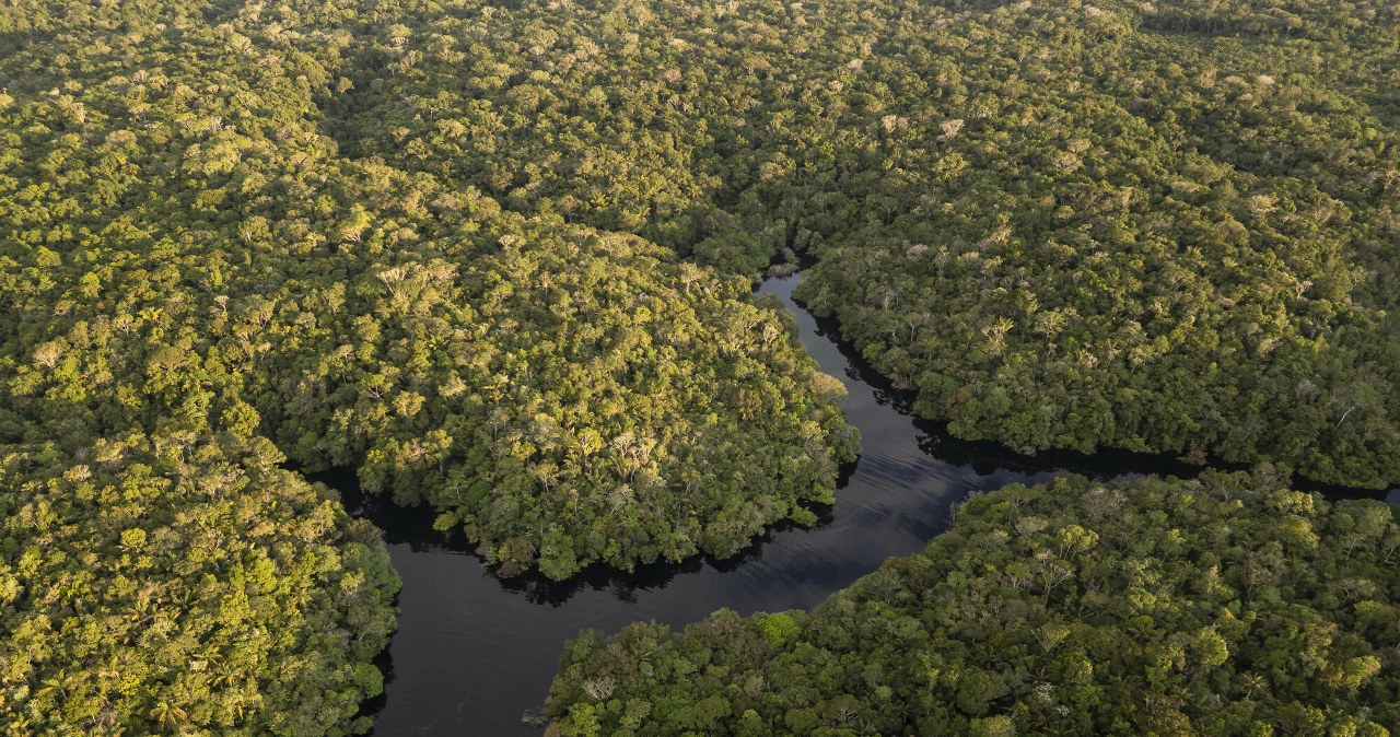To, co produkują lasy Amazonii jest warte fortunę. 20 mlrd dol. rocznie To, co produkują lasy Amazonii jest warte fortunę. 20 mlrd dol. rocznie