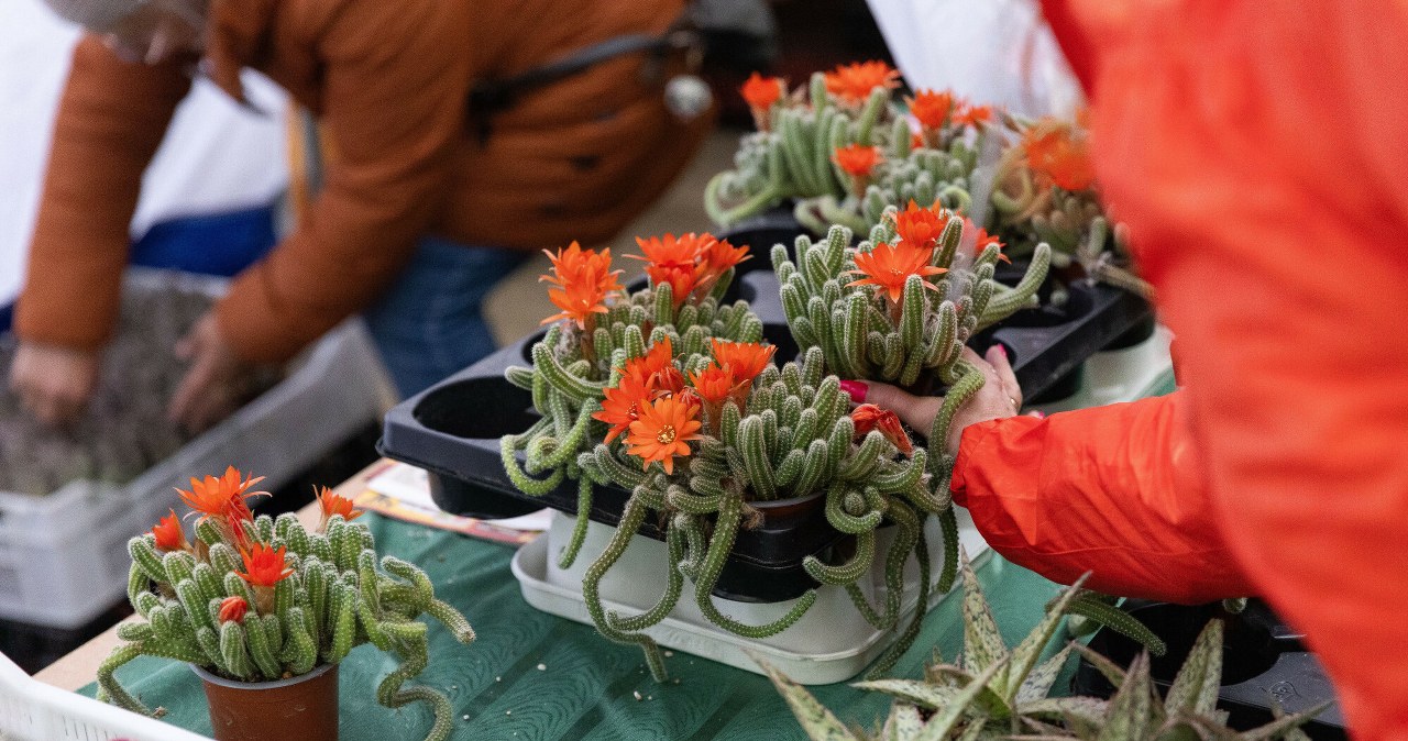 W takich doniczkach nie kupisz kwiatów. Sklepy muszą je wycofać
