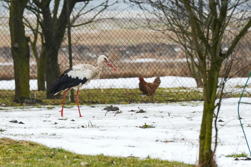 Jaki będzie marzec 2026? Synoptycy wiedzą, kiedy przyjdzie wiosna