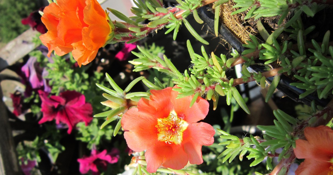 Konkurencja dla pelargonii i surfinii. Nie zaszkodzi jej największy upał