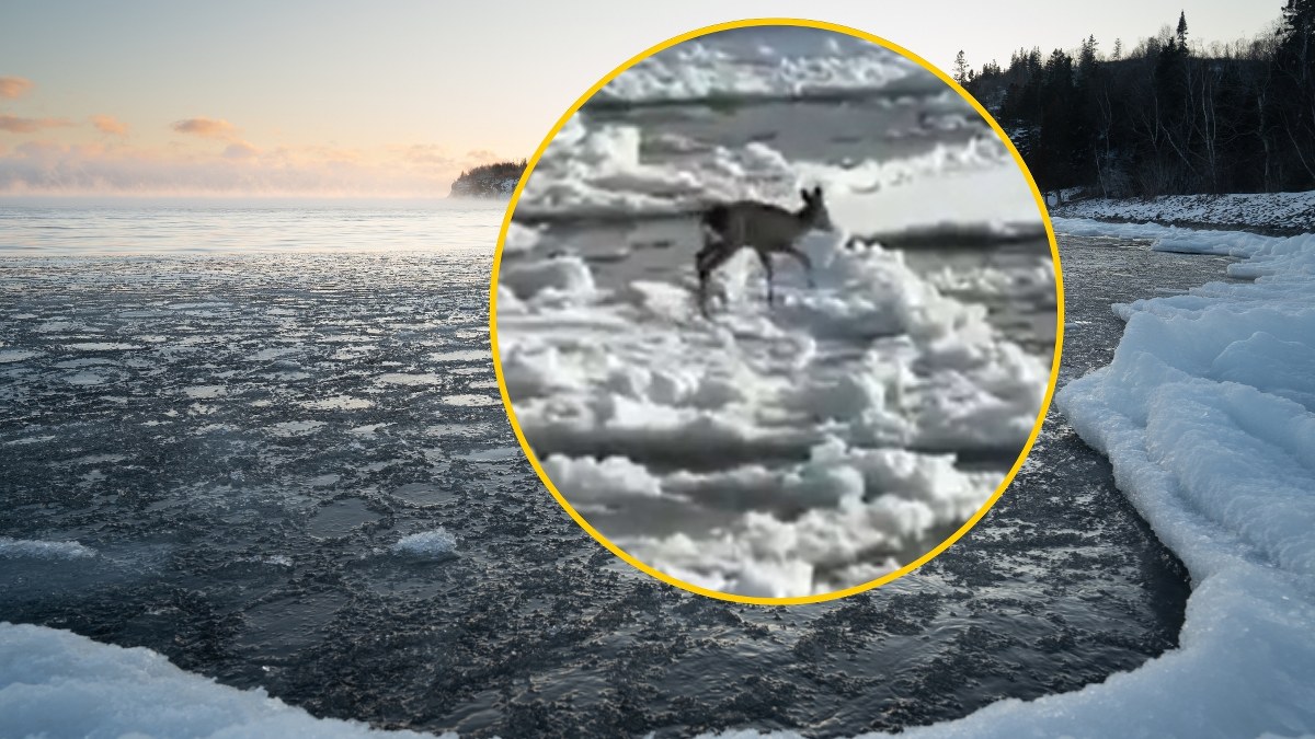 Sarna dryfowała na krze. Niecodzienna interwencja na Wiśle