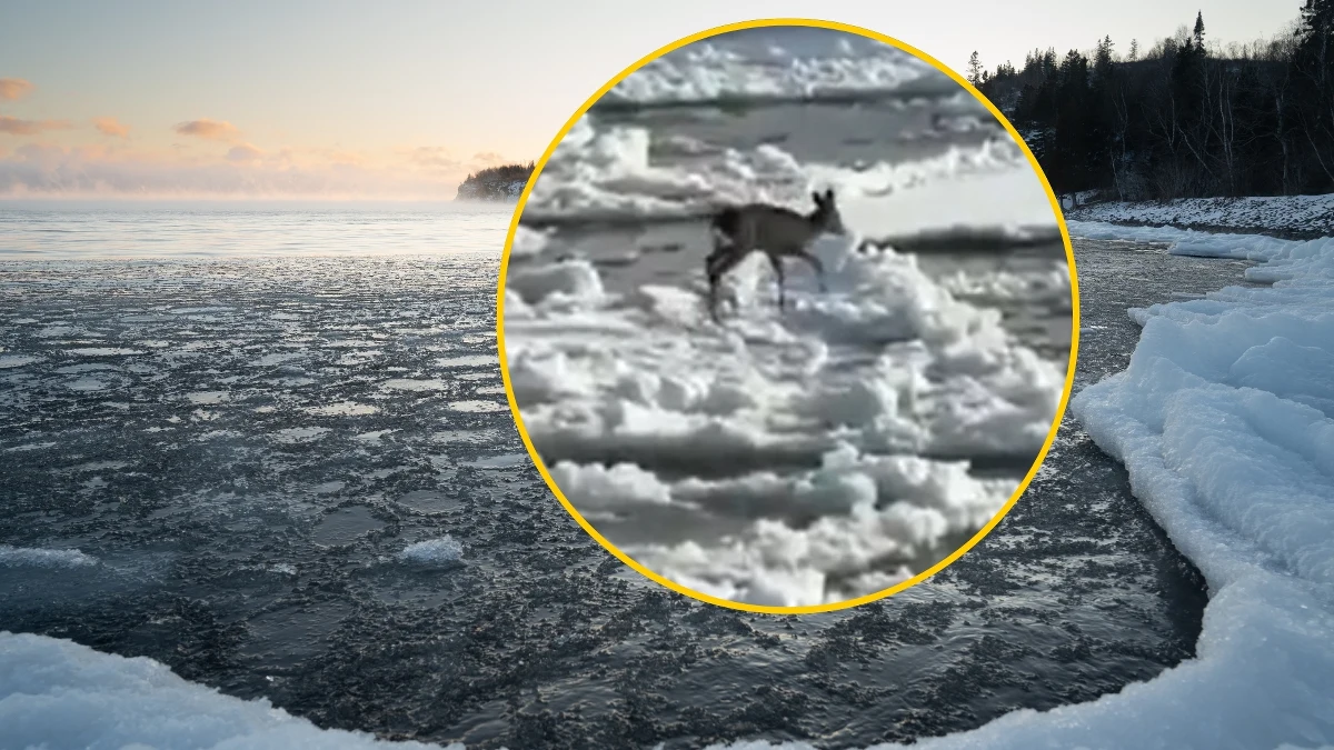Niecodzienne zgłoszenie postawiło na nogi służby ratownicze nad Wisłą na Pomorzu. Tym razem nie chodziło jednak o lodołamanie, a o ratunek dla... dryfującej sarny. Dzięki sprawnej akcji zwierzę szczęśliwie wróciło na ląd.