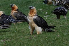 Orłosęp. W obronie ginącego gatunku