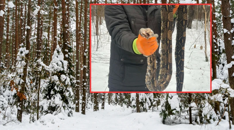 Egzotyczny gad na Mazowszu. Tajemnicze znalezisko na skraju lasu