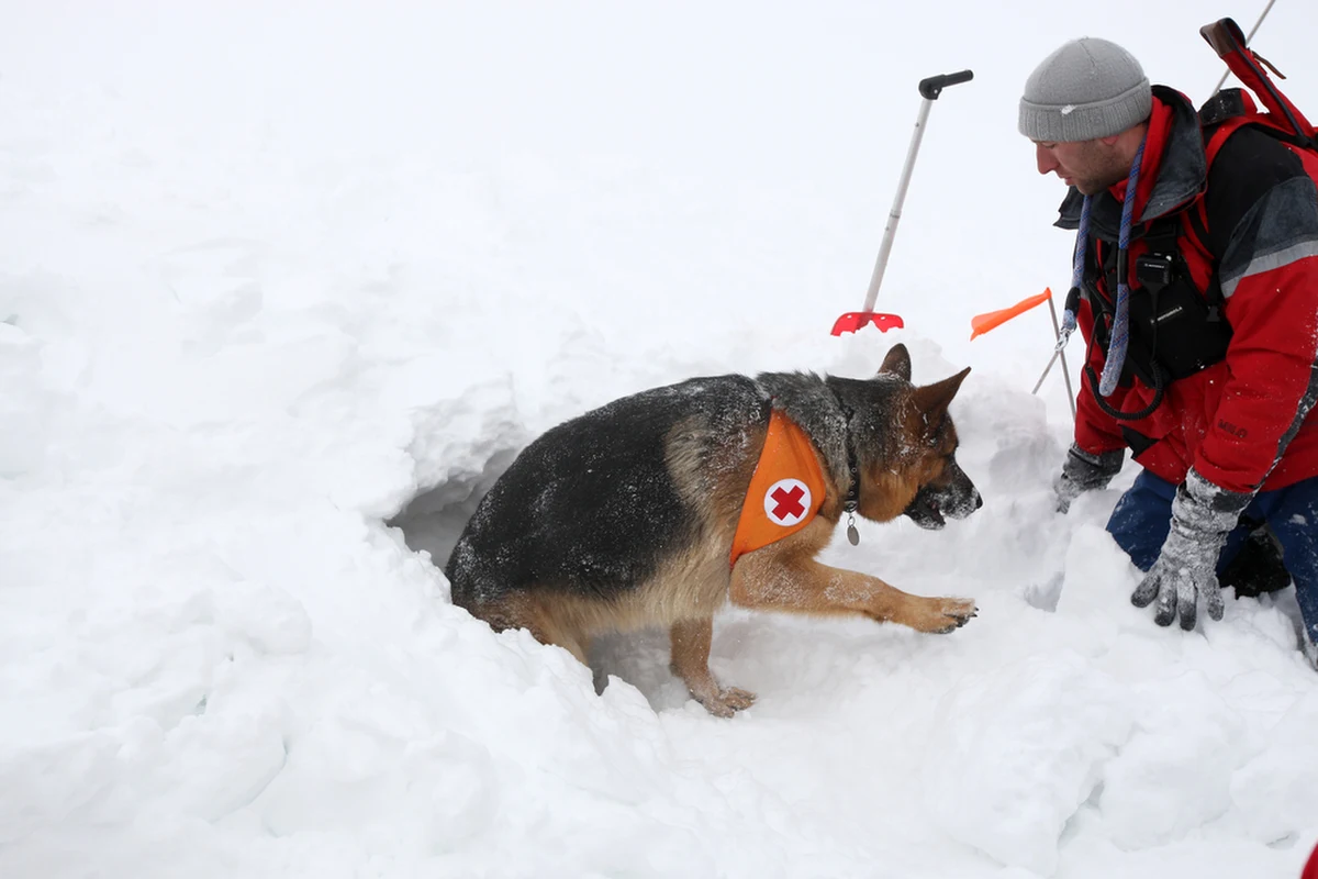 Ratownicy TOPR od środy prowadzą intensywne poszukiwania 30-letniego turysty, który zaginął 14 lutego w rejonie Kasprowego Wierchu. W akcji bierze udział 22 ratowników, drony, pies lawinowy oraz śmigłowiec. Do działań włączyli się także słowaccy ratownicy. Na razie nie natrafiono na żaden ślad zaginionego.