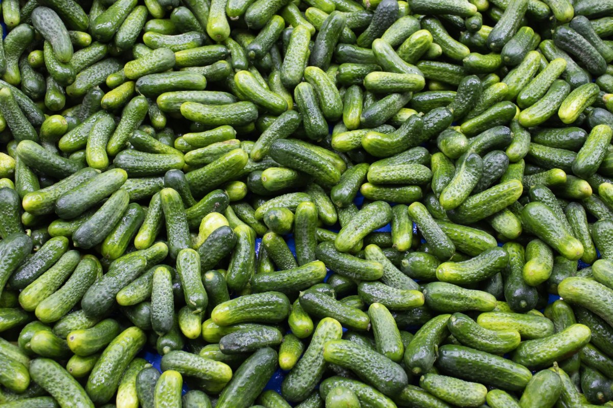 "Pierwsza oznaka zbliżającej się wiosny" już w Broniszach