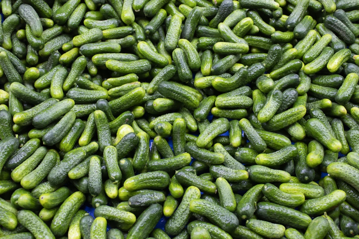 Na rynku w Broniszach (Mazowieckie) pojawiły się już pierwsze oznaki wiosny - polskie ogórki gruntowe. "Ich cena 'na wejściu' jest oczywiście wysoka i wynosi 35 zł/kg" - mówi ekspert rynku Maciej Kmera i zaznacza, że utrzymująca się od dwóch miesięcy zimowa pogoda skutecznie "zamroziła" ceny krajowych warzyw gruntowych, zaś mróz i śnieg ograniczył zakupy.