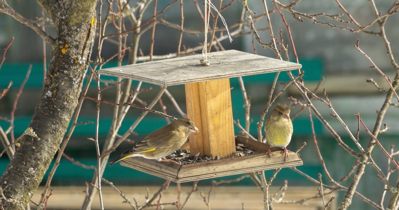 Kiedy zakończyć dokarmianie ptaków i jak zatroszczyć się o nie na wiosnę?