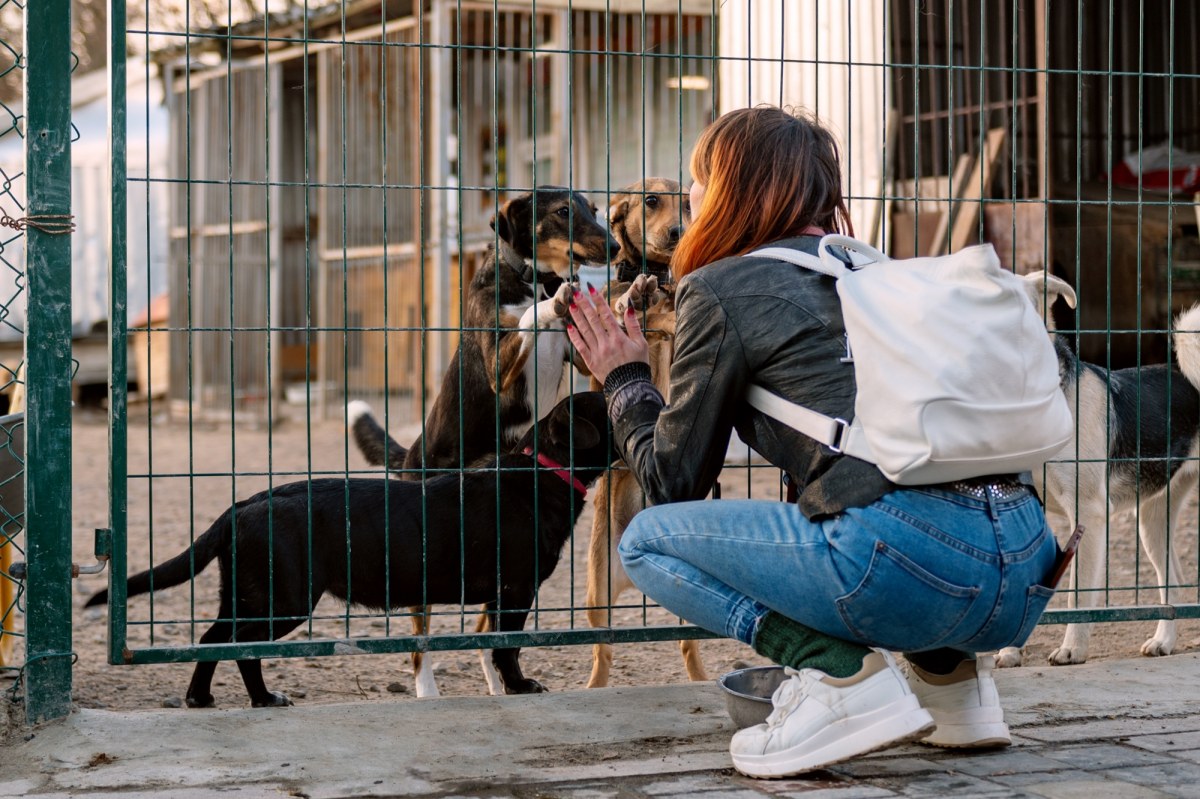 Rewolucja w opiece nad bezdomnymi zwierzętami. Tysiące psów i kotów zagrożonych