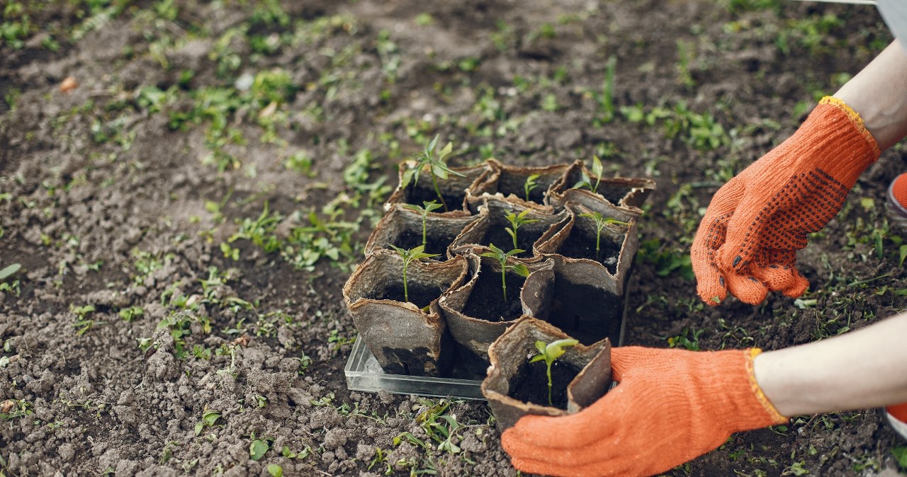 Kiedy siać warzywa na rozsadę, a kiedy do gruntu? Kluczowe daty Kiedy siać warzywa na rozsadę, a kiedy do gruntu? Kluczowe daty