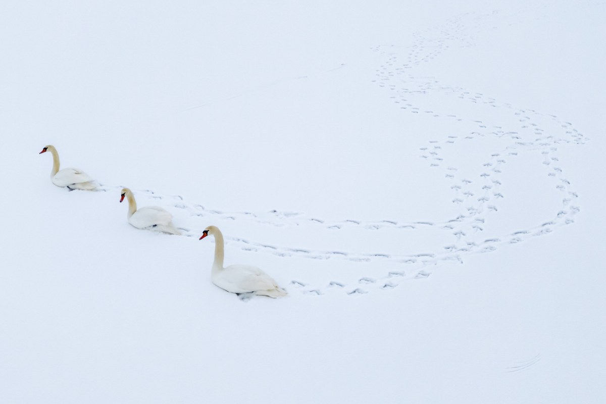 Ekstremalne śnieżyce na Węgrzech. "Sytuacja krytyczna" w niektórych regionach
