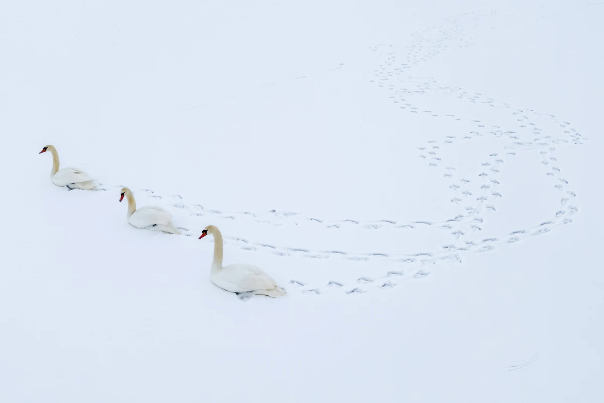 Ekstremalne warunki zimowe sparaliżowały zachodnią część Węgier. W Zalaegerszegu i Reszneku autobusy wypadły z drogi, a w wielu regionach ruch jest utrudniony lub całkowicie wstrzymany. Służby apelują o pozostanie w domach i śledzenie ostrzeżeń meteorologicznych.