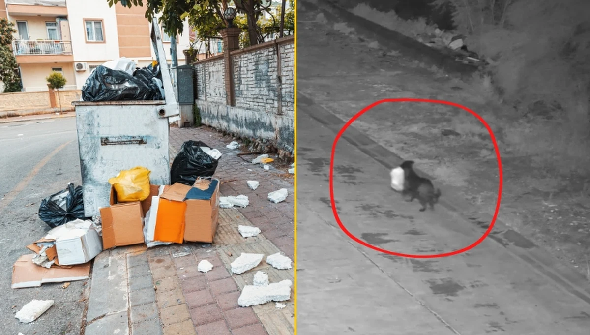 ​W Katanii na Sycylii policja ujawniła nietypowy przypadek łamania prawa - mieszkaniec miasta wyszkolił swojego psa, by ten wyrzucał worki ze śmieciami na pobocze drogi. Wszystko po to, by uniknąć zarejestrowania przez kamery monitoringu, które mają przeciwdziałać nielegalnemu pozbywaniu się odpadów.