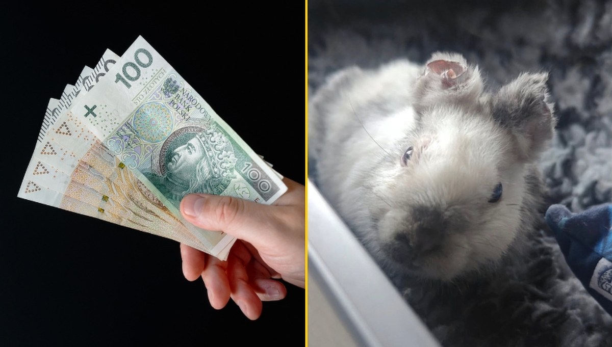 Kraków: Wyznaczono nagrodę za wskazanie kata małego królika